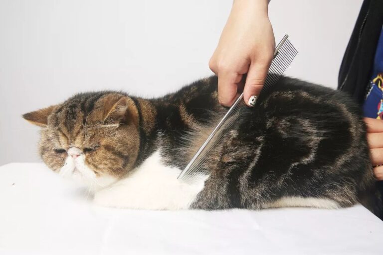 南方日报评论员:“万企进百校”广聚天下英才